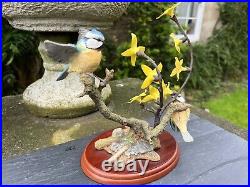 BORDER FINE ARTS BIRDS by RUSSELL WILLIS' BLUE TITS WITH FORSYTHIA A3450