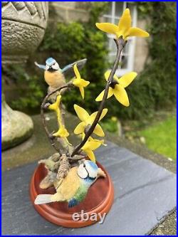 BORDER FINE ARTS BIRDS by RUSSELL WILLIS' BLUE TITS WITH FORSYTHIA A3450