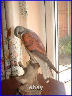 Border Fine Arts Kestrel And Mouse