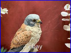 Border Fine Arts Kestrel By Russell Willis 739480