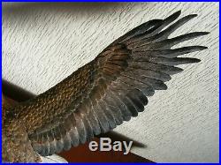 Border Fine Arts Sea Eagle B1189 Super Rare Limited Edition Number 73/350