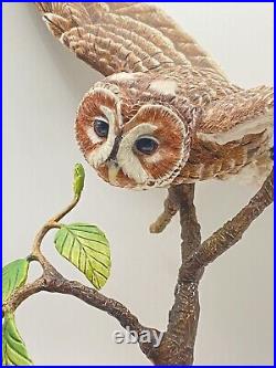 Border Fine Arts Tawny Owl, Russell Willis A4054 -Birds