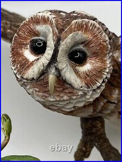 Border Fine Arts Tawny Owl, Russell Willis A4054 -Birds