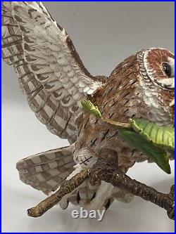 Border Fine Arts Tawny Owl, Russell Willis A4054 -Birds