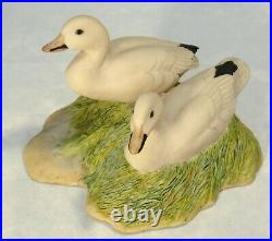 Border fine arts Bird Very Rare and Early Snow Geese CL