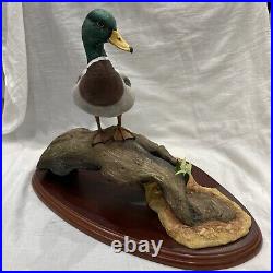 Border fine arts Mallard A0477