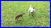 Bull_Terrier_Target_Dog_Finds_Newborn_Fawn_In_Our_Backyard_So_Cute_01_es