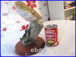 Very Large Border Fine Arts Barn Owl (RB15)